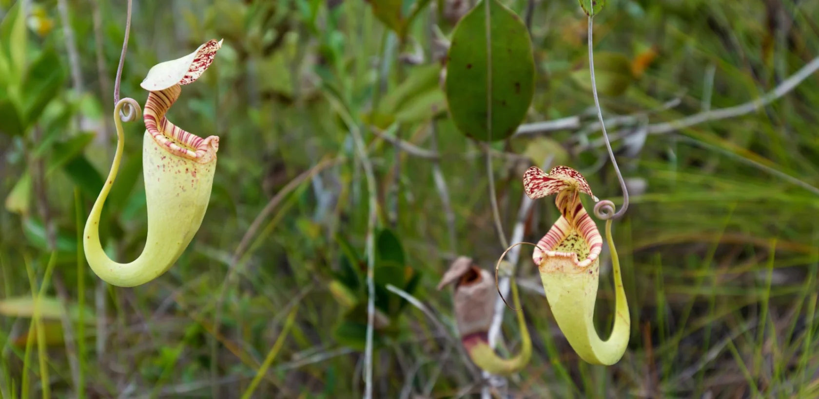 Carnivorous Plant inspires Super Cleanser (Fleischfressende Pflanze inspiriert zu Superreiniger)